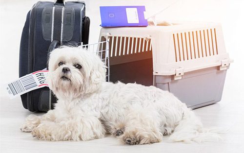 Travel with Dog