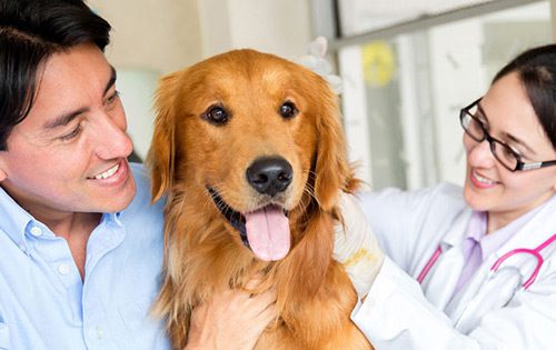 Dog Care
