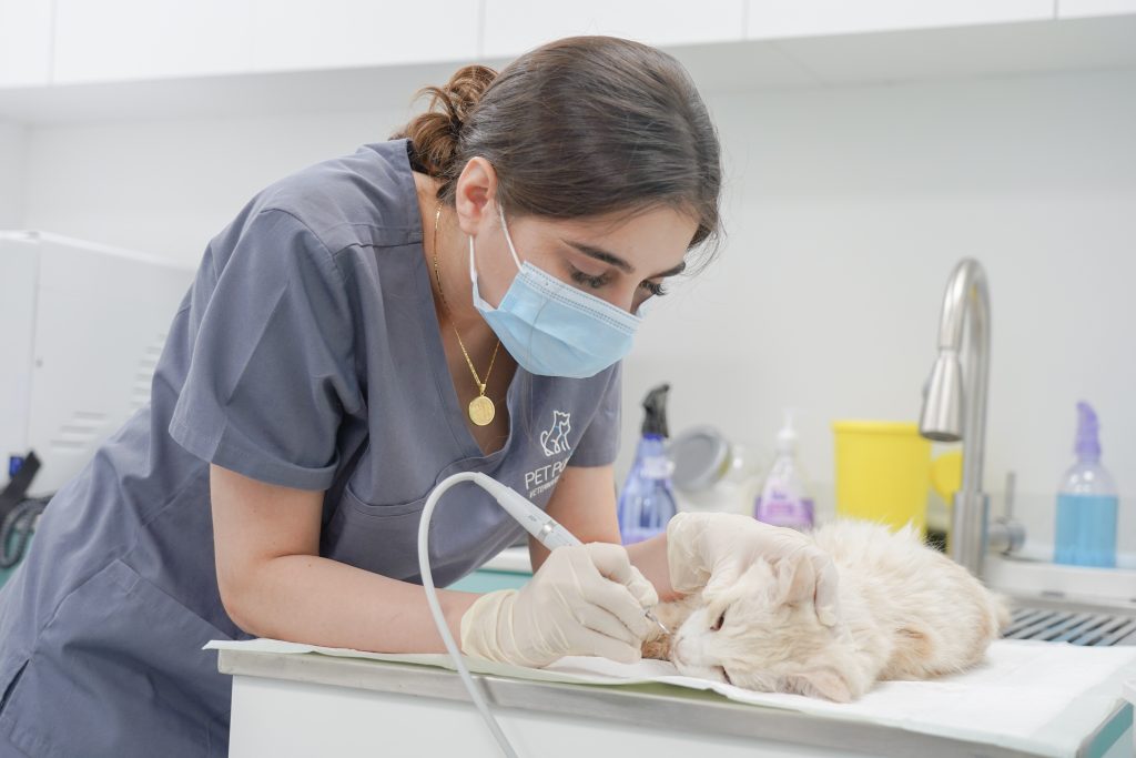 Pet Treatment