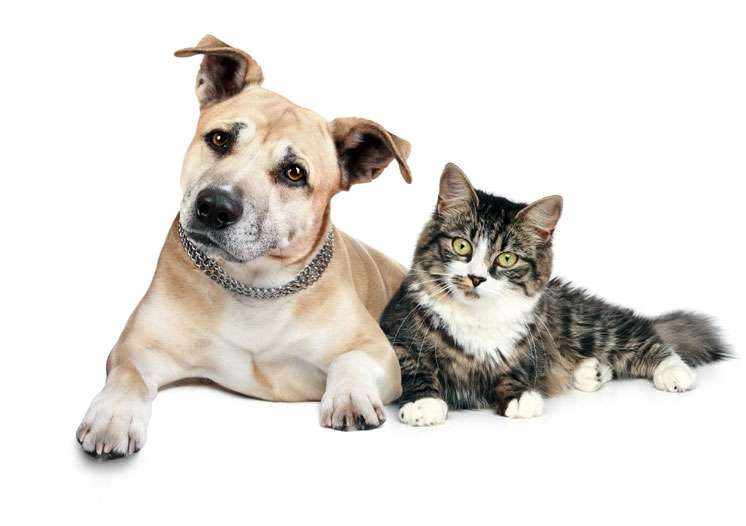 Veterinary Clinic Dubai